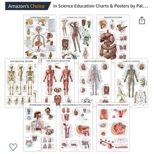 Anatomical posters